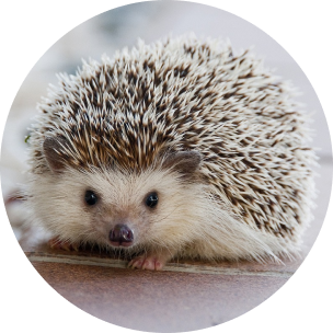 There's a brown and white squirrel on the board looking at you.
